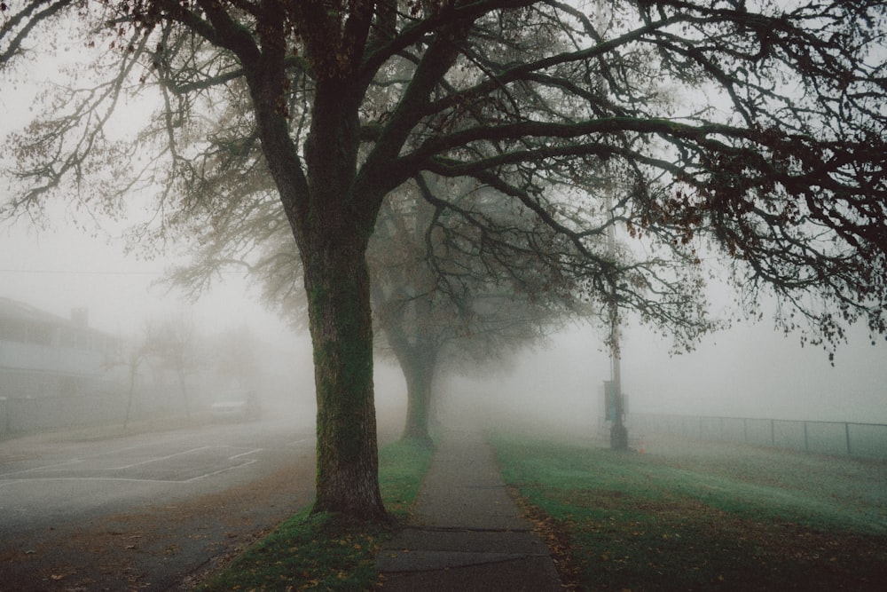 a foggy street with a tree on the side of the road