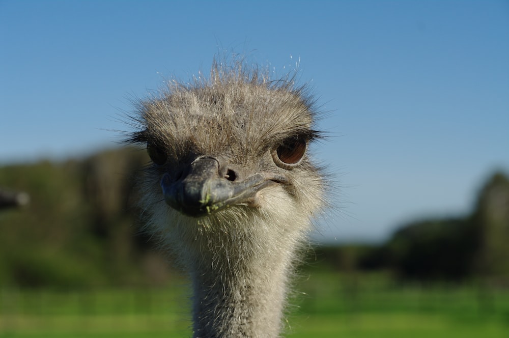 an ostrich is standing in a grassy field