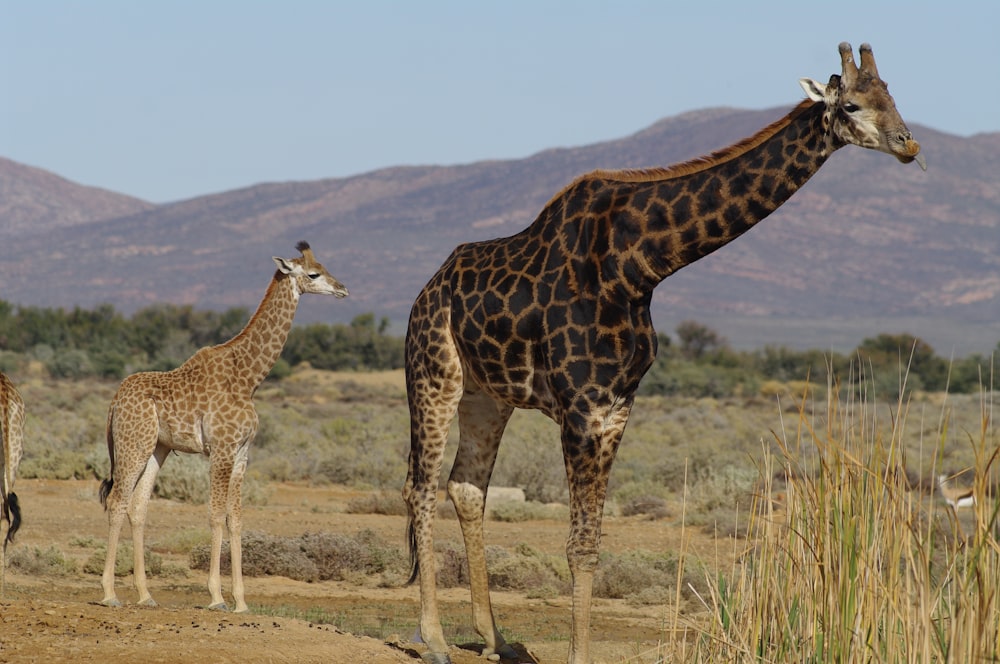 a group of giraffe standing on top of a dirt field