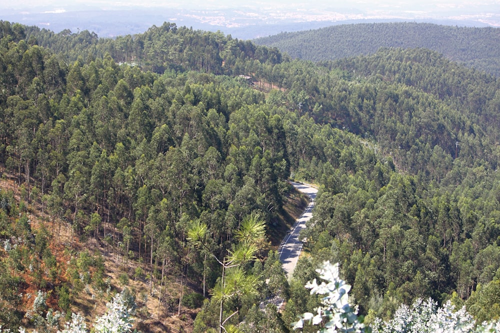 a view of a forest with a river running through it