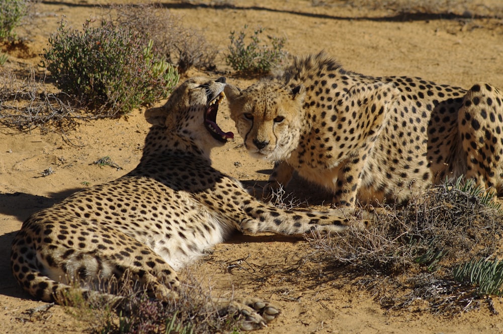 a couple of cheetah laying on top of a dirt field