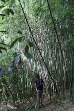 A person wearing a backpack is walking through a dense bamboo forest, surrounded by tall, lush green stalks and leaves. The ground is covered with dry leaves and the area is shaded, with light filtering through the bamboo.