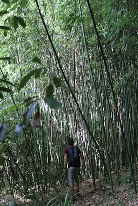 A person wearing a backpack is walking through a dense bamboo forest, surrounded by tall, lush green stalks and leaves. The ground is covered with dry leaves and the area is shaded, with light filtering through the bamboo.