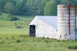 A rural landscape featuring a white barn with a metal roof and a large concrete silo. Several black cows are grazing in a lush green field, bordered by trees in the background. The scene is peaceful and pastoral, with a wooden fence running across the foreground.