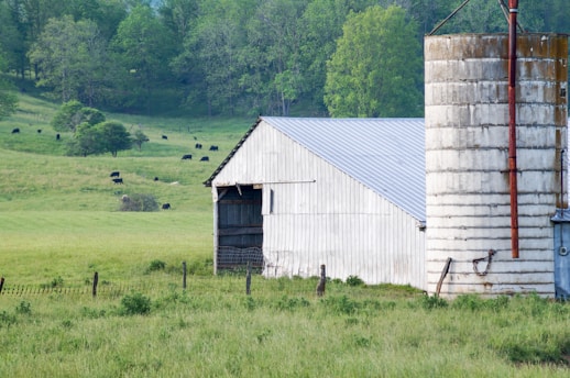 A rural landscape featuring a white barn with a metal roof and a large concrete silo. Several black cows are grazing in a lush green field, bordered by trees in the background. The scene is peaceful and pastoral, with a wooden fence running across the foreground.