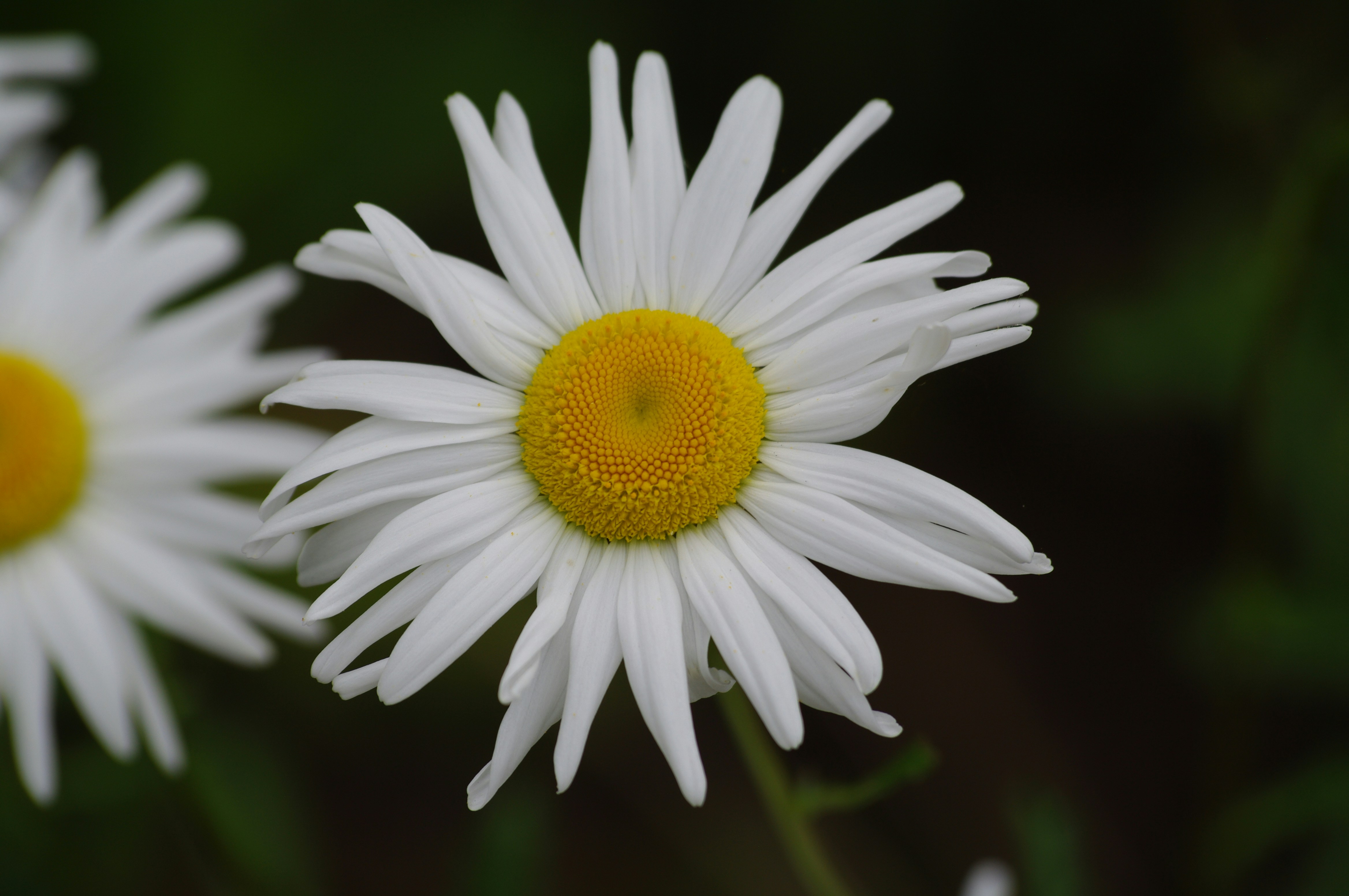 Photo by soccerrocks1