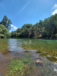 Volunteers planting native trees along a riverbank under a bright blue sky