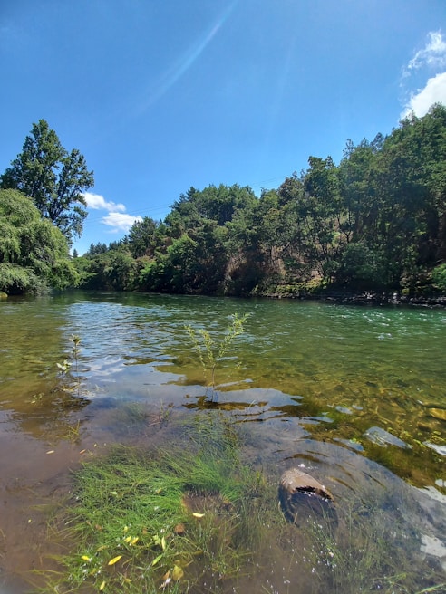 Community members planting young trees along a riverbank under a bright blue sky