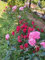 Wide shot of the roseraie’s winding paths lined with vibrant rose bushes in full bloom.