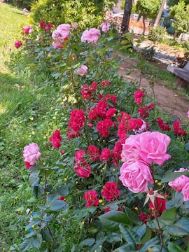 A vibrant rose garden pathway lined with various rose varieties in full bloom.