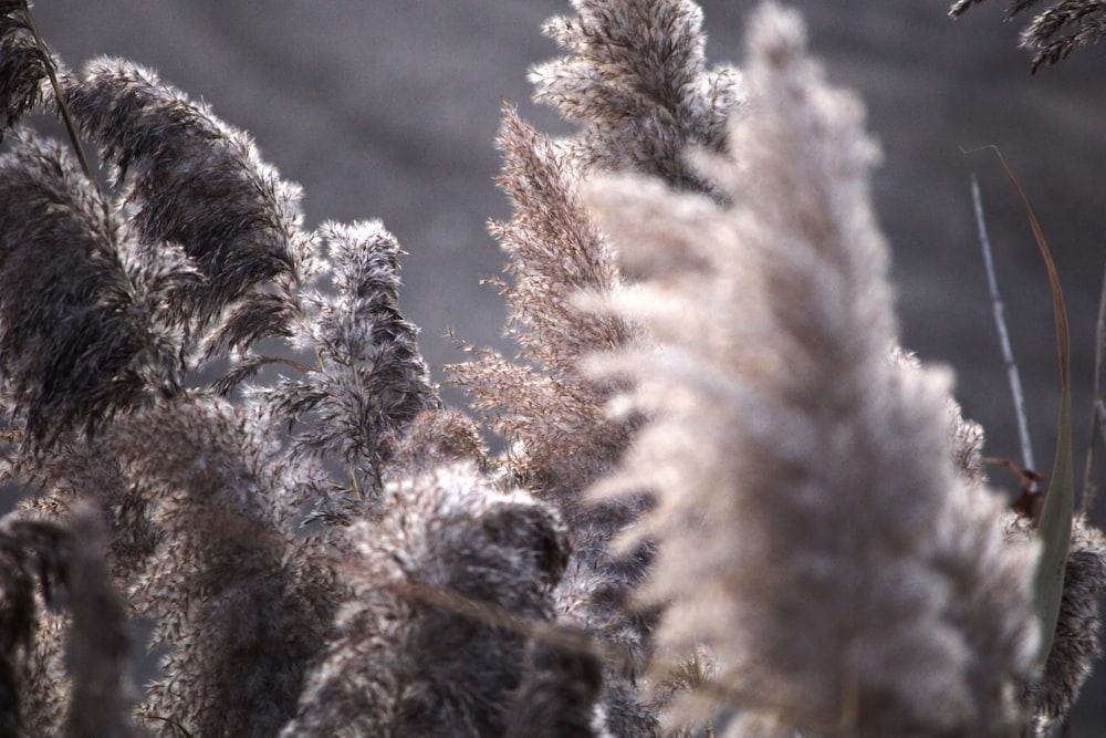 a close up of a plant with frost on it