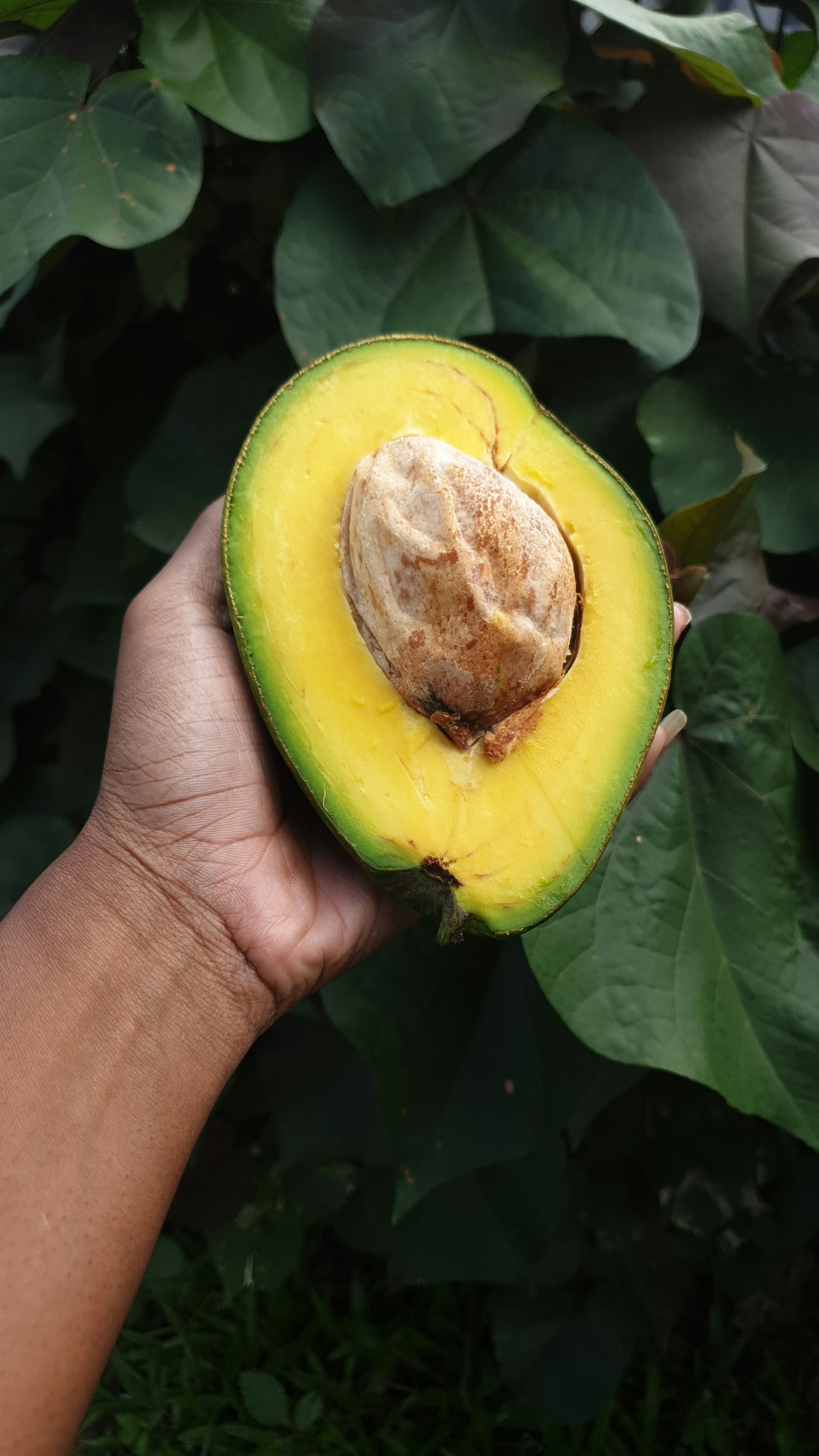 Aguacates Frescos de Calidad