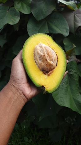 A hand holding a halved avocado with the seed still inside. The background consists of large, green leaves, indicating an outdoor setting.