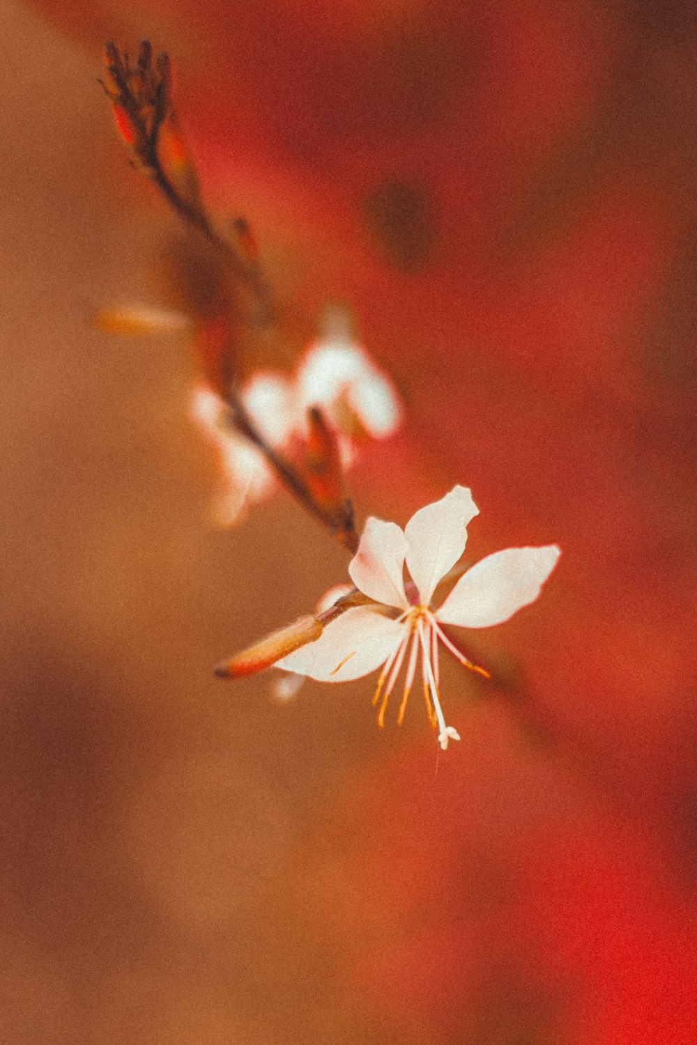 a close up of a flower on a tree branch