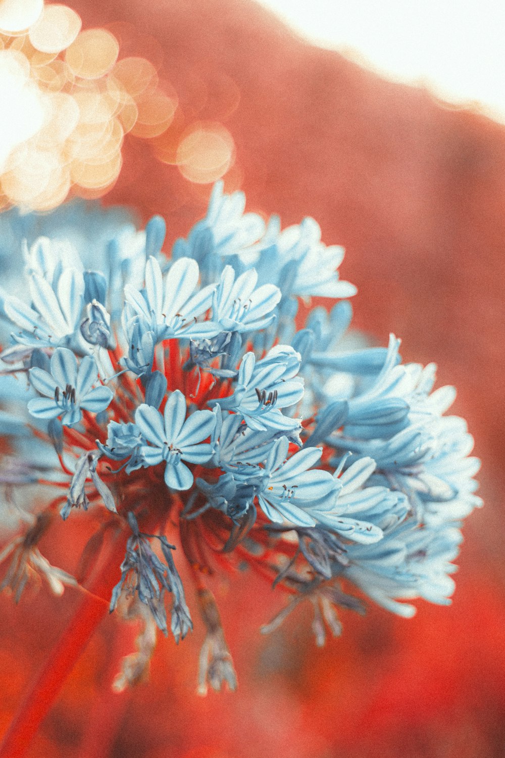 a close up of a blue flower with blurry background