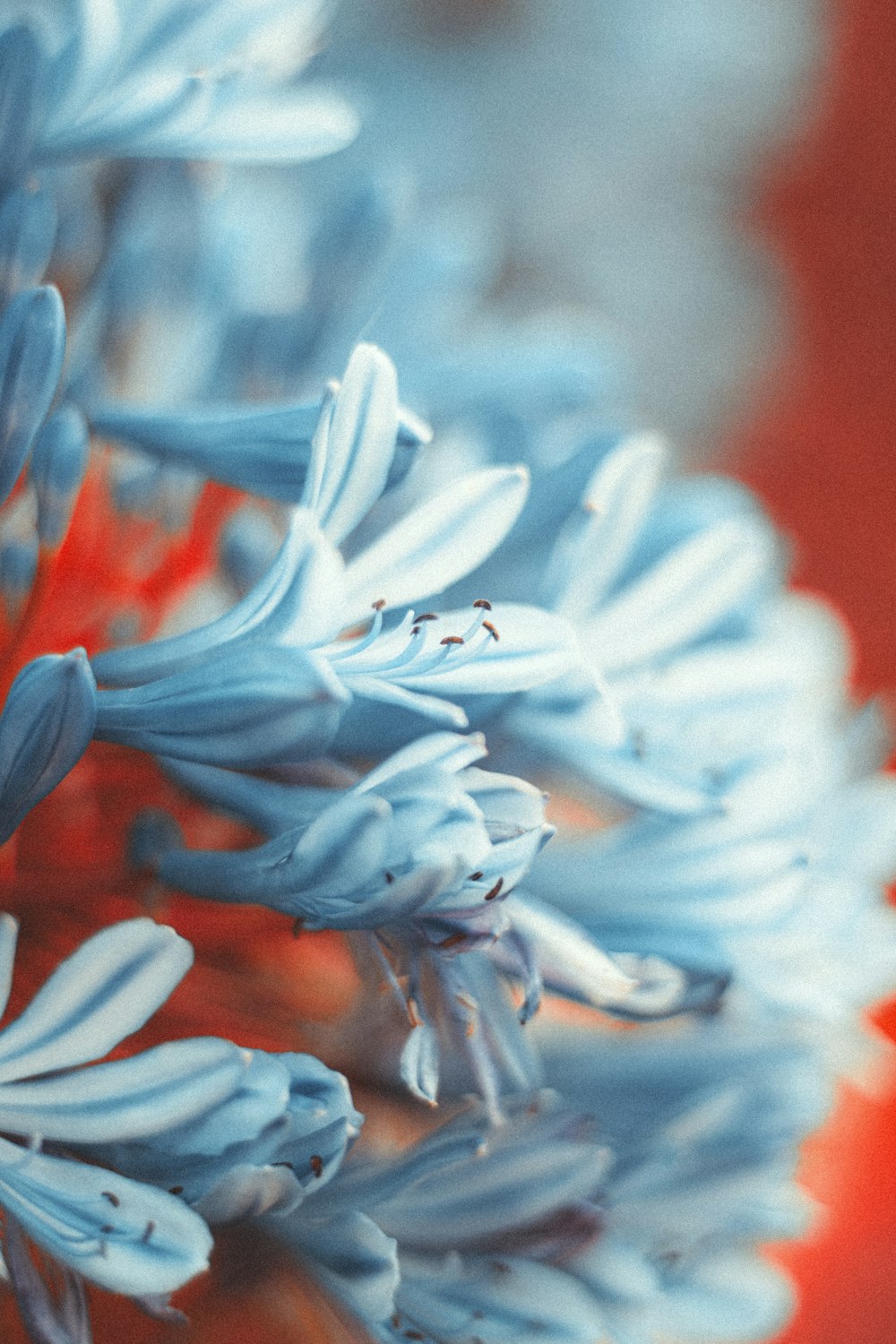 a close up of a blue and white flower