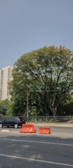 A large tree with dense green foliage stands beside an urban street, with a few orange traffic barriers in the foreground. A dark-colored car is parked on the road, and a tall residential building can be seen in the background against a clear blue sky.