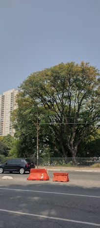 A large tree with dense green foliage stands beside an urban street, with a few orange traffic barriers in the foreground. A dark-colored car is parked on the road, and a tall residential building can be seen in the background against a clear blue sky.