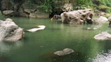 A serene natural pond surrounded by large boulders and lush greenery. A person is seen in the distance engaging with the water, possibly fishing or maneuvering a wooden stick. The water is calm and reflects the surrounding rocks and trees.
