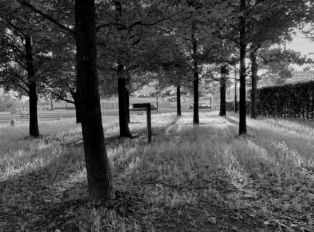 a black and white photo of trees and a bench