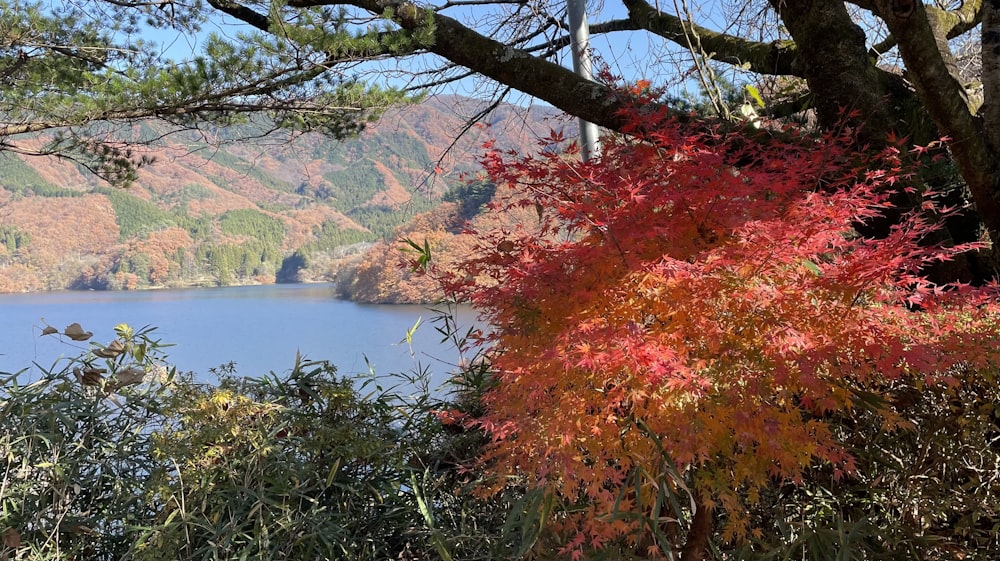 a lake surrounded by trees with red leaves