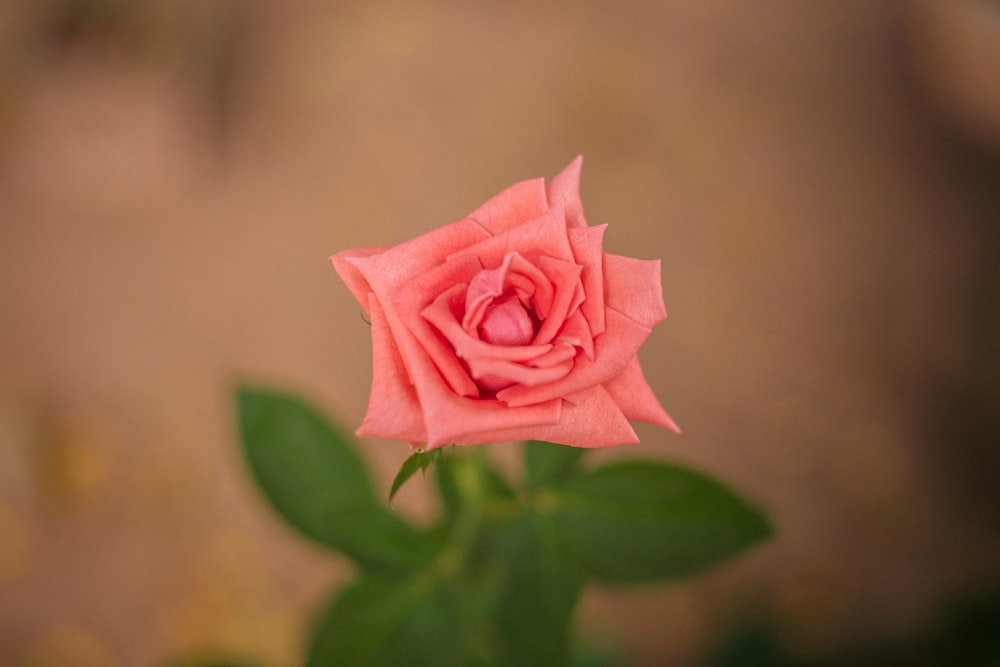 a single pink rose with green leaves in the foreground
