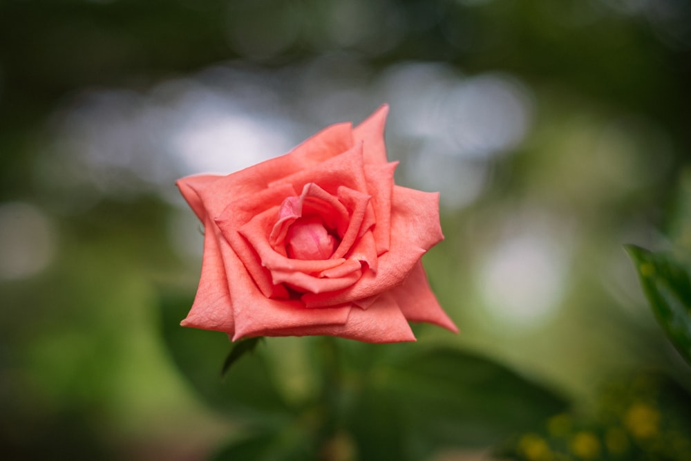 a close up of a pink rose with a blurry background