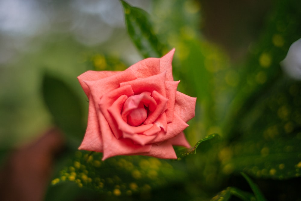 una flor rosa con hojas verdes en el fondo