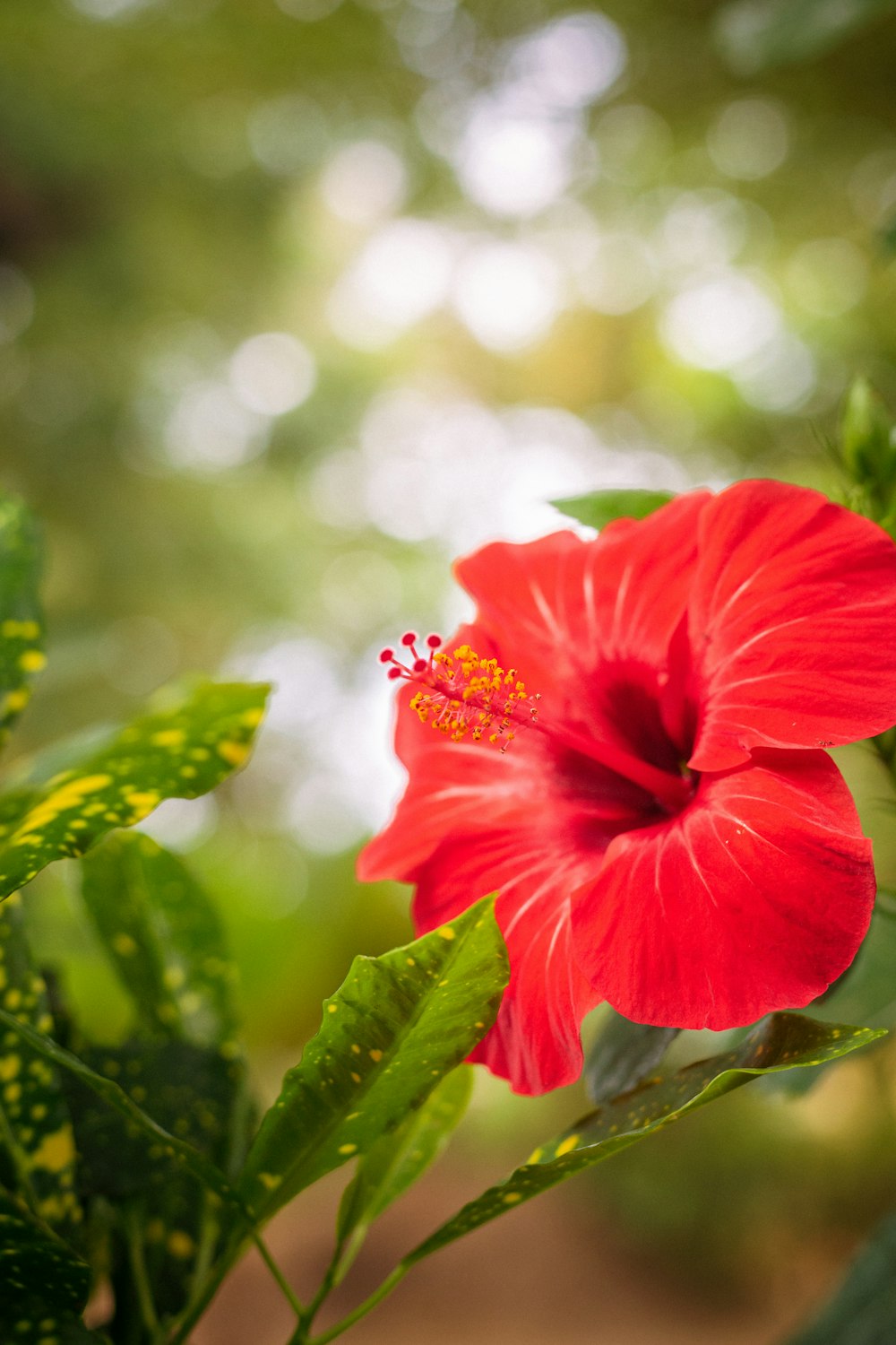 a red flower with green leaves in the background