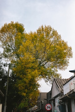 A large tree with vibrant yellow-green foliage stands prominently in an urban setting. The tree is juxtaposed against older buildings with tiled roofs and a visible traffic sign indicating no entry for vehicles. An overcast sky forms the background, highlighting the lushness of the tree.