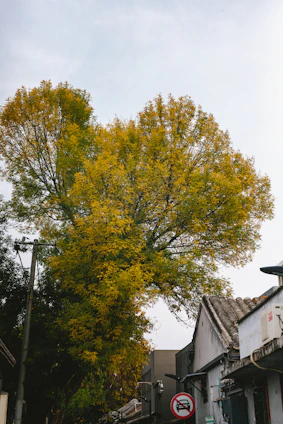 A vibrant tree symbolizing growth and unity over the landscapes of General Sánchez Cerro province.