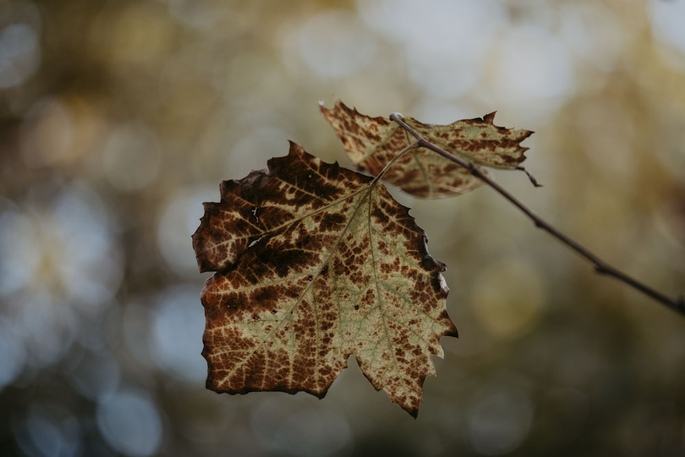 a leaf with brown spots on it hanging from a tree branch