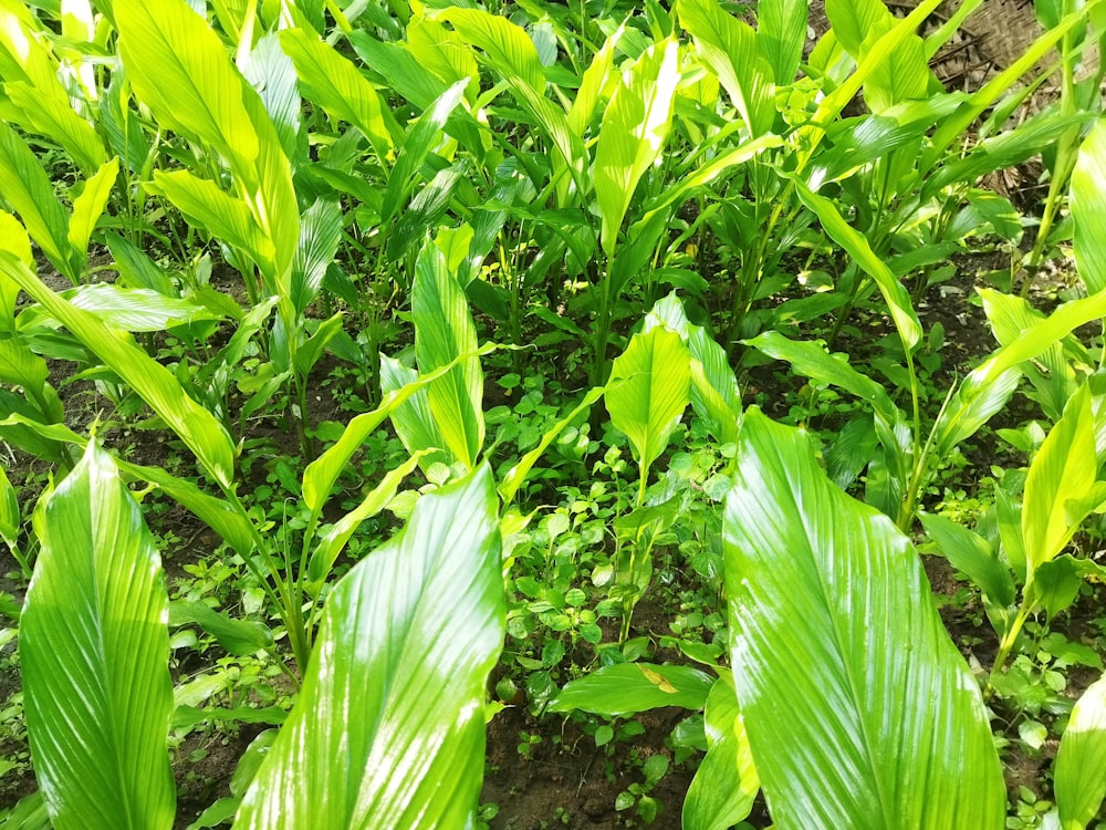 a close up of a green plant with leaves