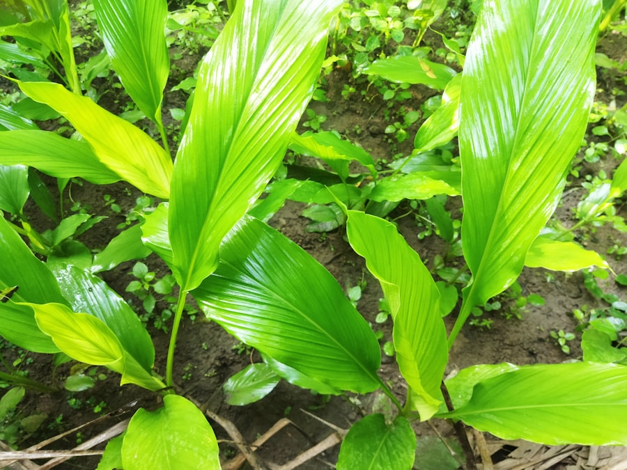 Turmeric plant growing in field
