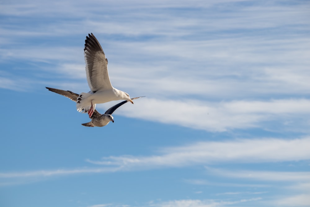 a seagull flying in the air with a blue sky in the background