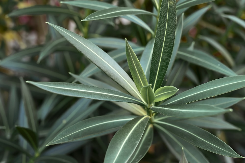 a close up of a green plant with leaves