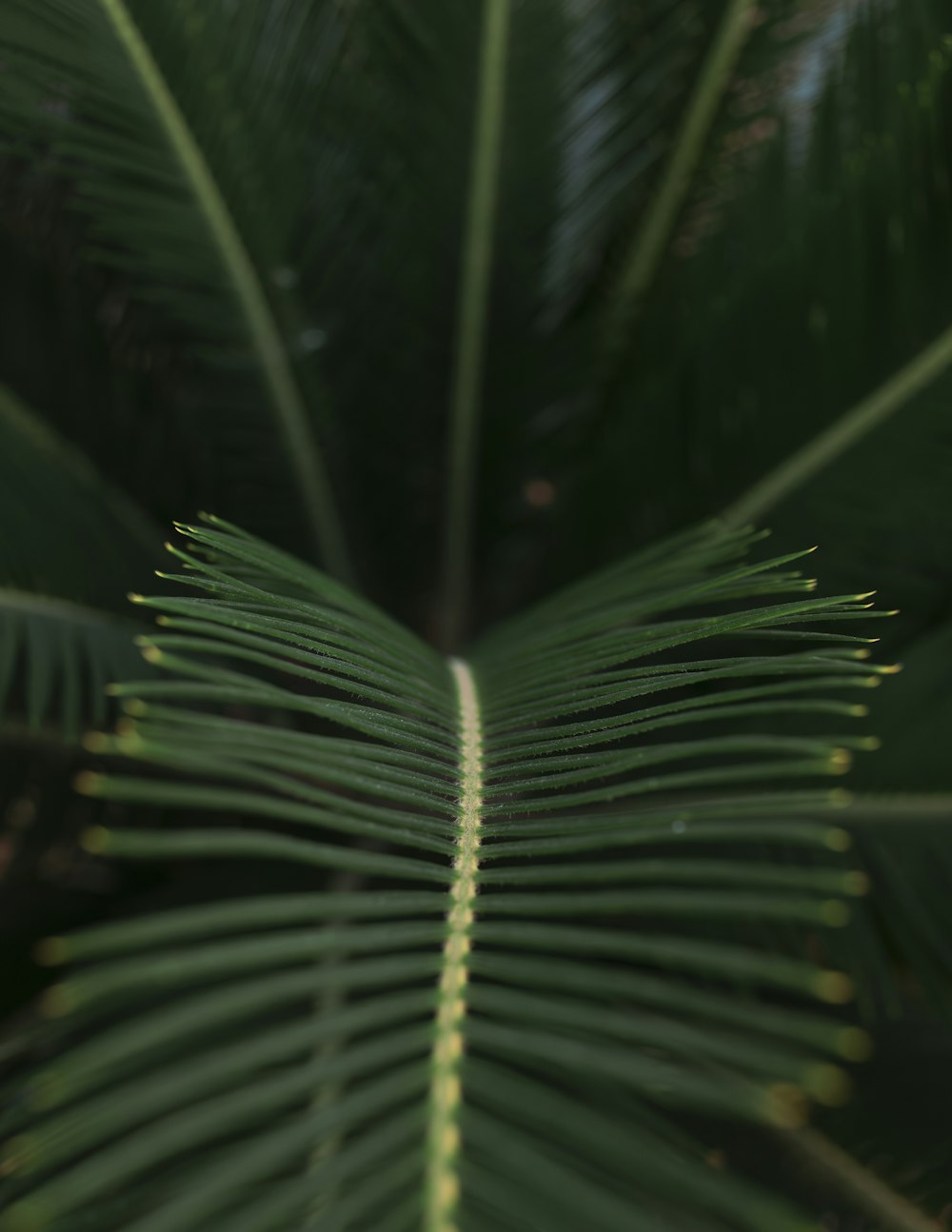 a close up of a palm tree leaf