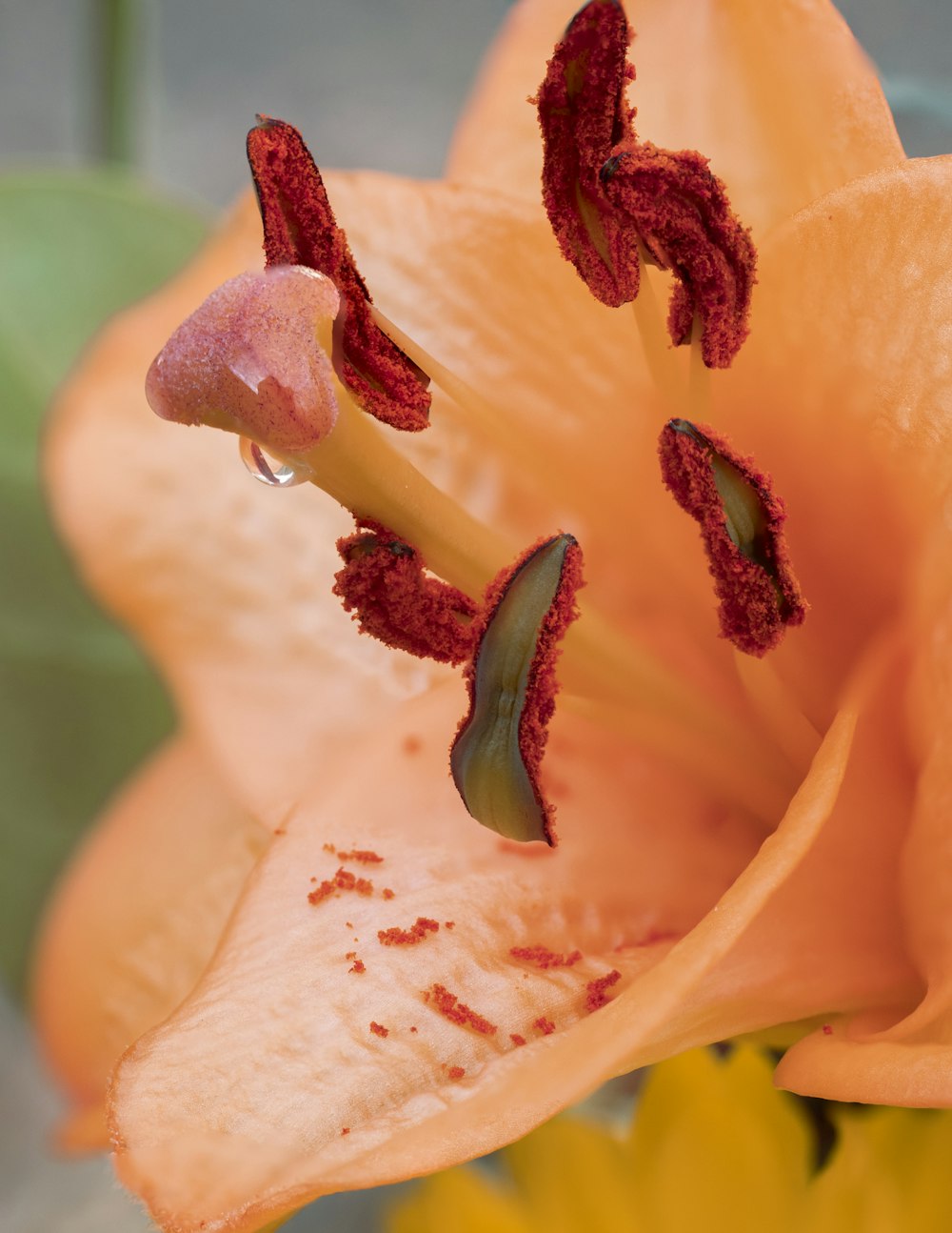 a close up of a flower with water droplets on it