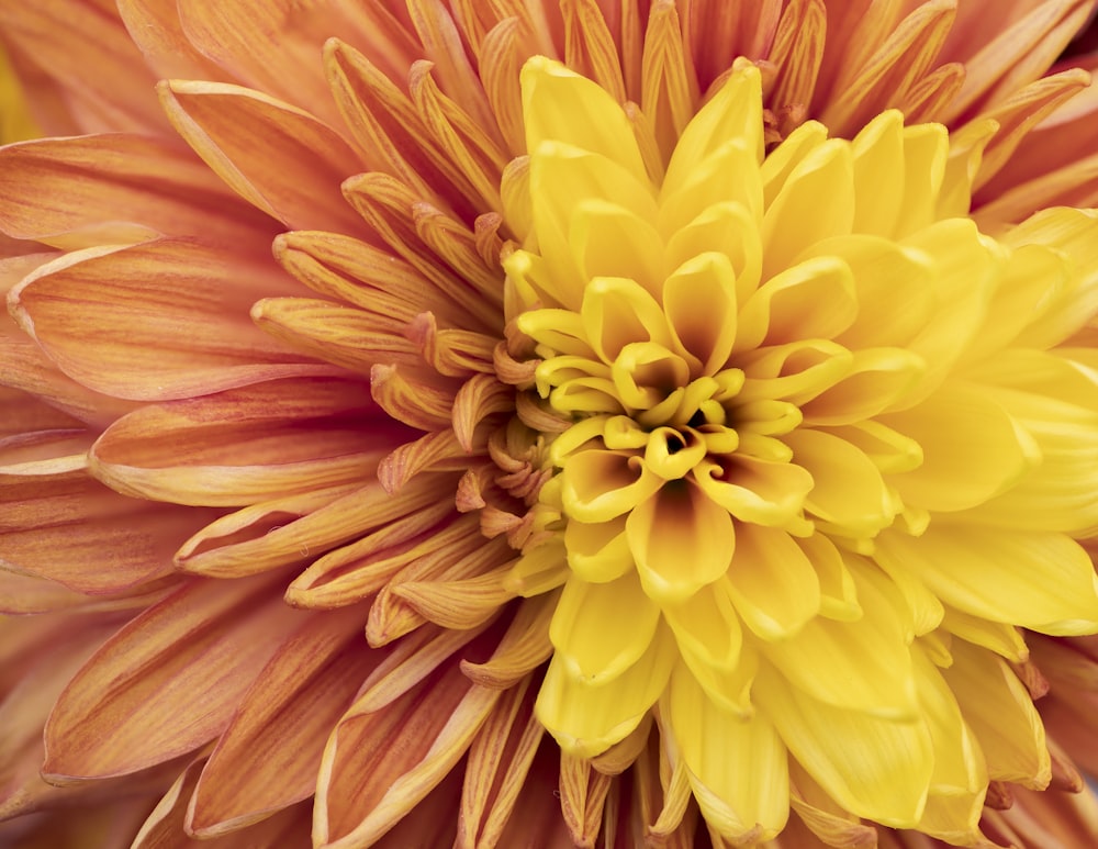 a close up of a yellow and red flower