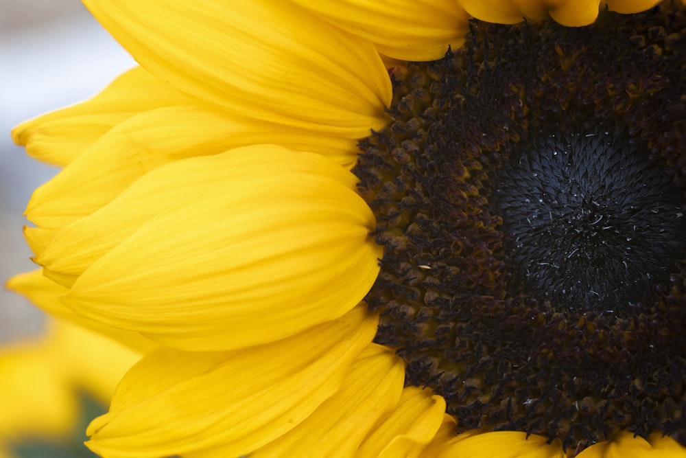 a close up of a sunflower with a black center