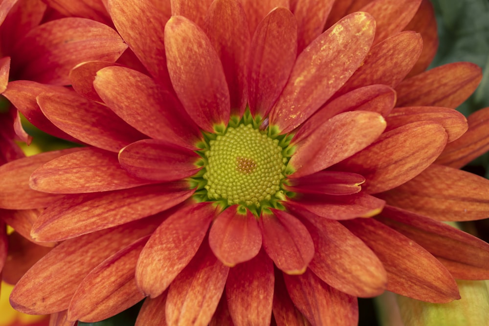 a close up of a red flower with a green center
