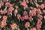 Clusters of vibrant pink and yellow lantana flowers are in sharp focus, with droplets of water cascading down, adding a refreshing element to the dark green foliage background.