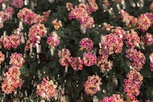 Clusters of vibrant pink and yellow lantana flowers are in sharp focus, with droplets of water cascading down, adding a refreshing element to the dark green foliage background.