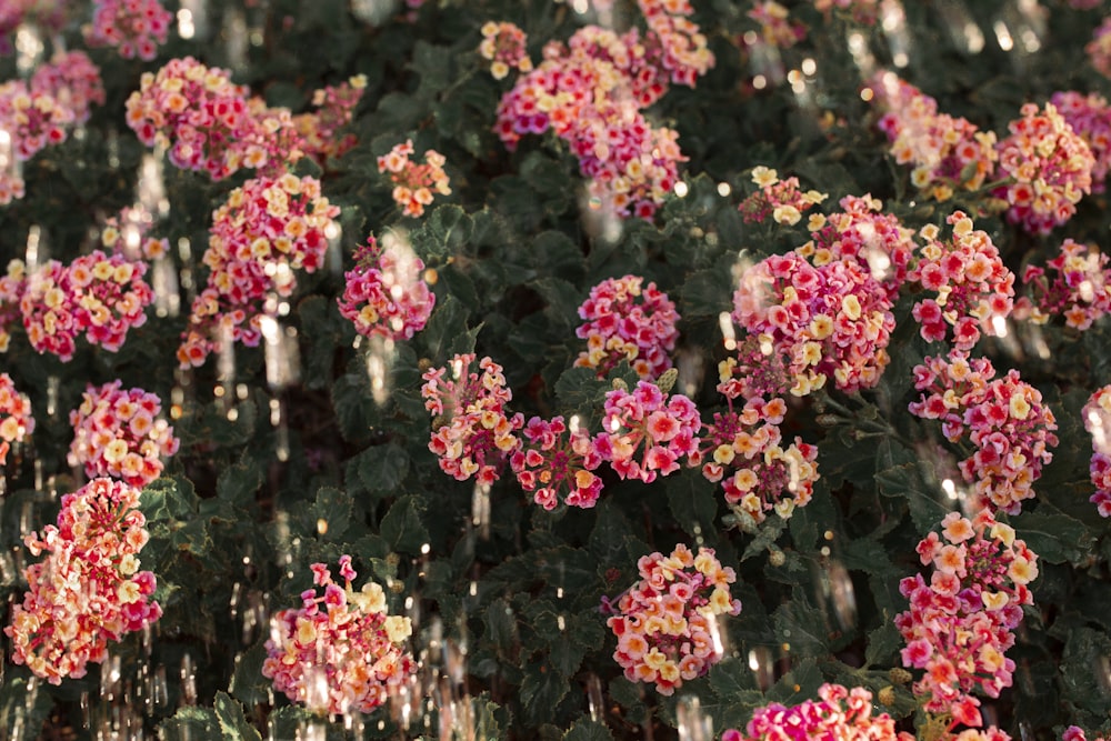 a bunch of pink and yellow flowers in a field