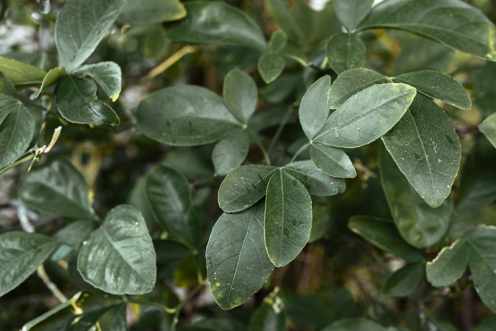 a close up of a green leafy tree