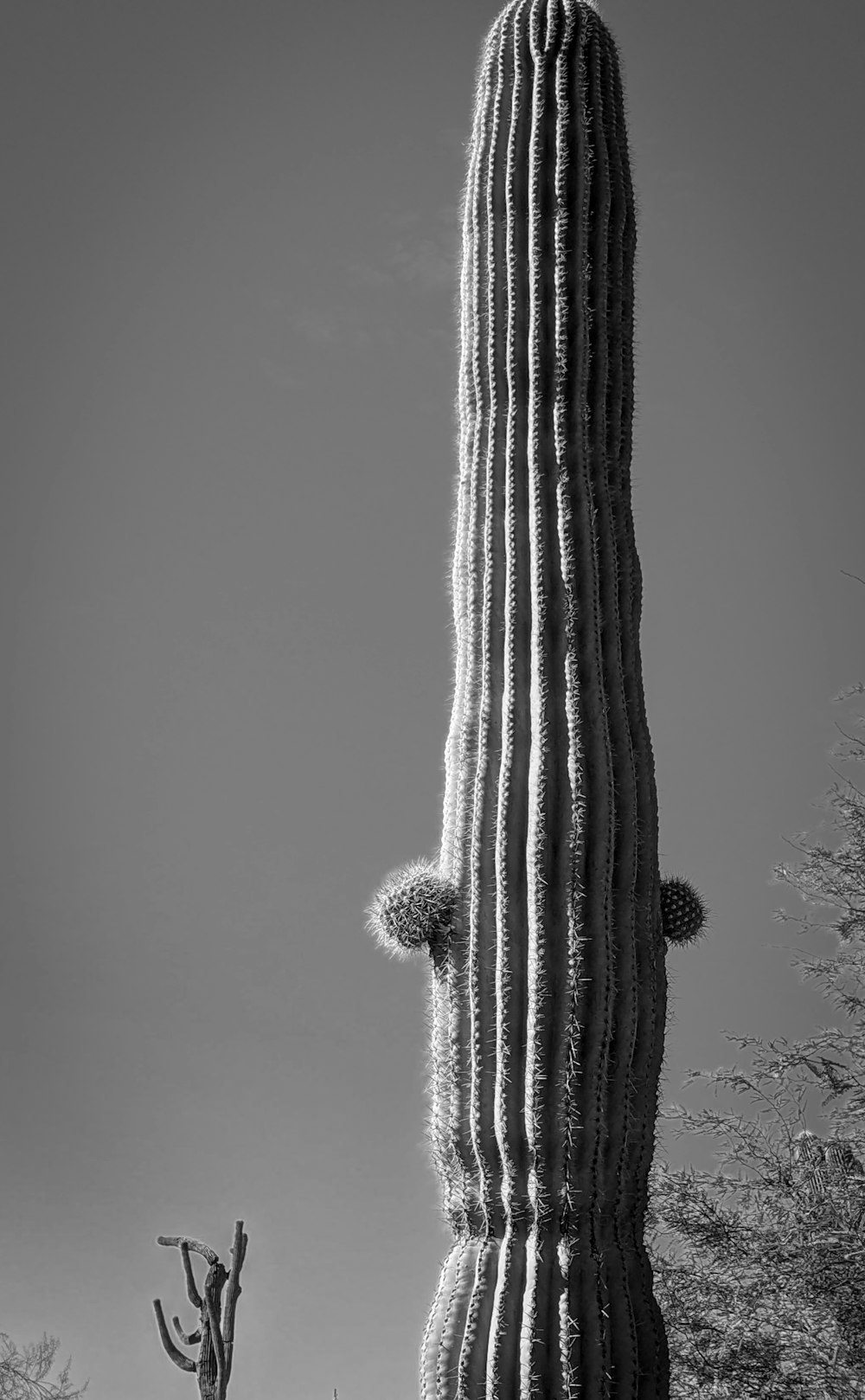 un gran cactus en medio de un campo