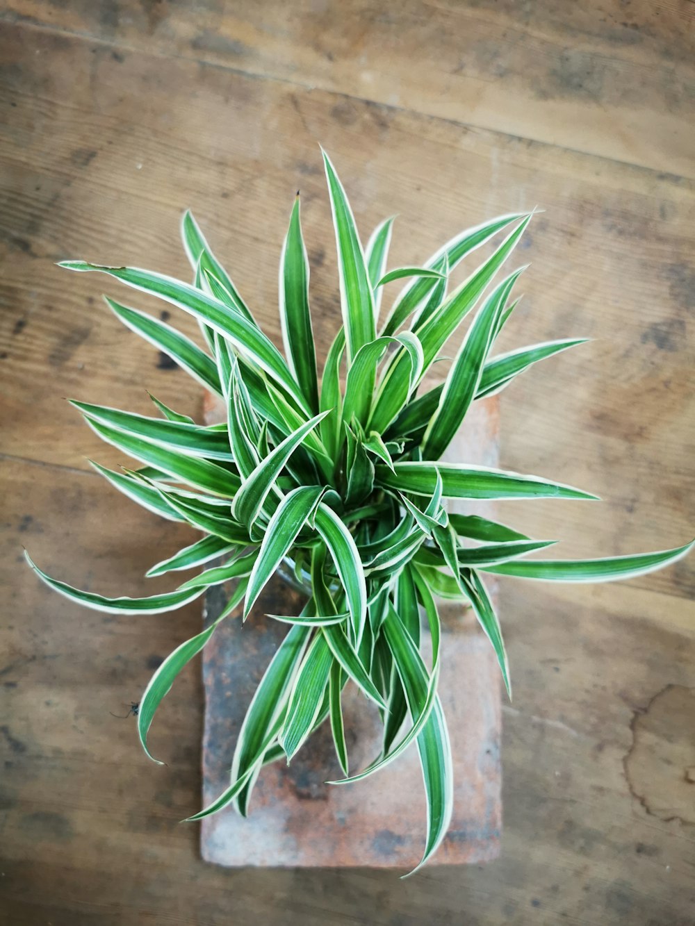 a green plant sitting on top of a wooden table