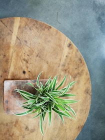 Close-up of green leafy plants beside a vintage telephone on a wooden table.