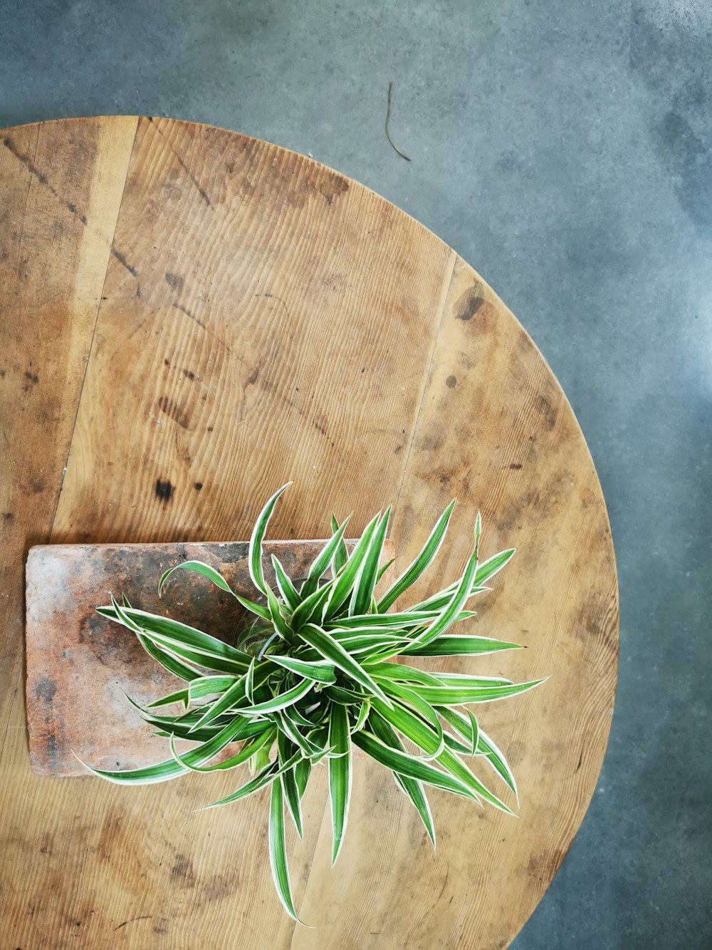 a wooden table with a plant on top of it