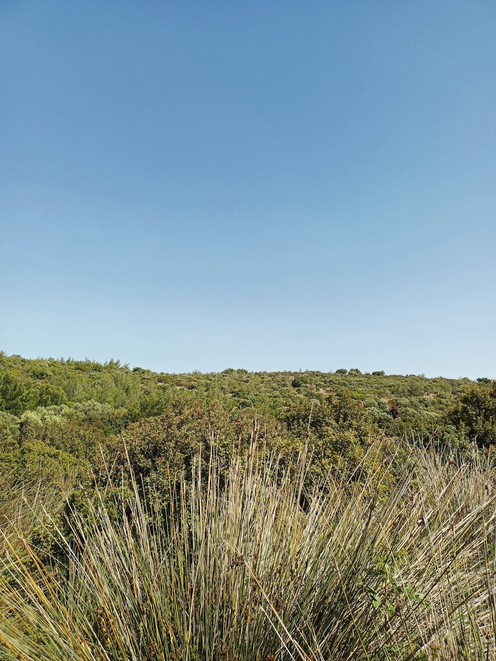 a grassy field with a blue sky in the background